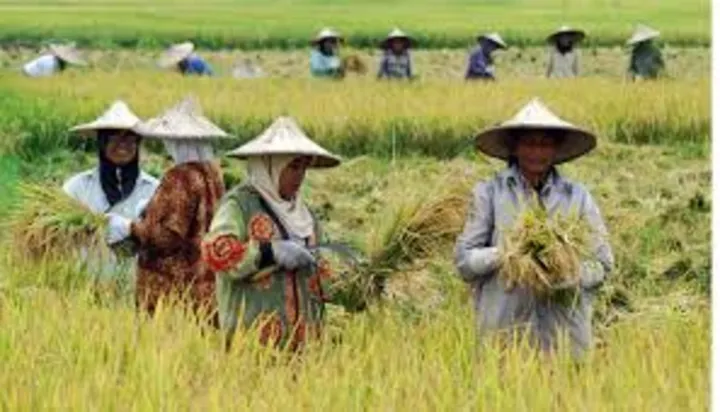 Aceh Utara: Lumbung Padi Nasional, Swasembada Pangan Terwujud?