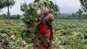 Kisah Inspiratif: Warga Kibumba, Kongo Bangkit Lewat Pertanian