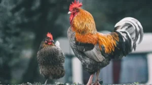 Rahasia Peternak Sukses: 5 Obat Herbal Ampuh Ayam