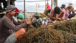 Ekspor Rumput Laut Indonesia Tembus Rp4,9 Triliun: Rekor Baru!