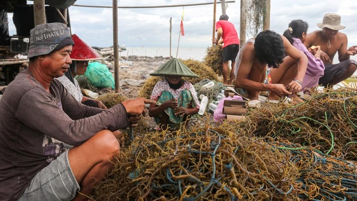 Ekspor Rumput Laut Indonesia Tembus Rp4,9 Triliun: Rekor Baru!