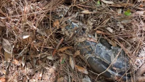 Kucing Hutan vs Piton Raksasa: Aksi Epik Perebutan Nyawa