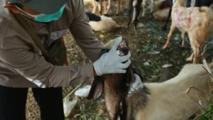 Pilih Hewan Kurban Sehat? Hindari Penyakit Mematikan Ini!