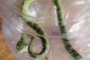 Ular Viper Mengerikan Ditemukan di Rumah Bantul, Bikin Warga Geger